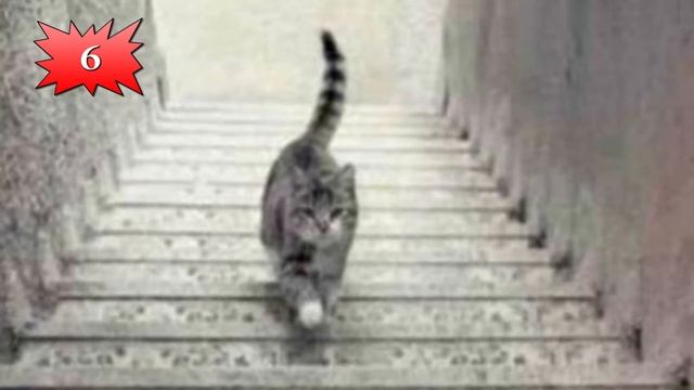 10 ФОТО КОТОРЫЕ ПРОВЕРЯТ ТВОЙ ИНТЕЛЛЕКТ смотреть онлайн