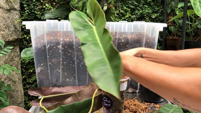 Philodendron atabapoense care and propagation смотреть онлайн