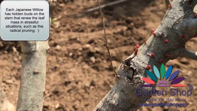 How to cut back salix flamingo tree смотреть онлайн