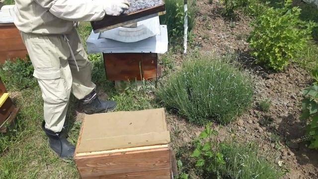 Расширяем безсотовые отводки пчёл. Накидываем магазины. смотреть онлайн