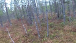 Осенняя охота с лайкой! Охота в Коми 2022.