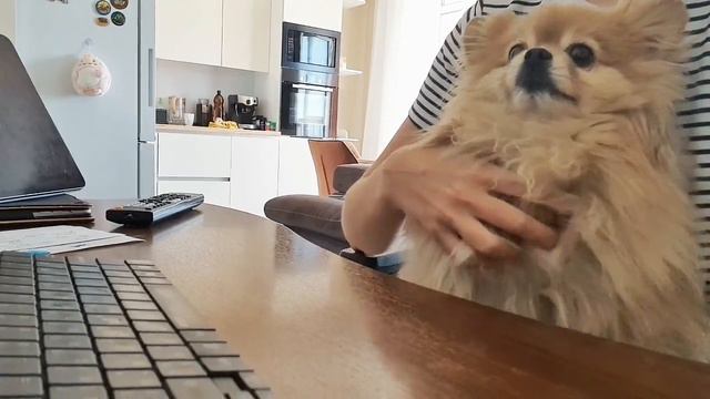 Шпиц трогает лапкой и просит почесать! смотреть онлайн