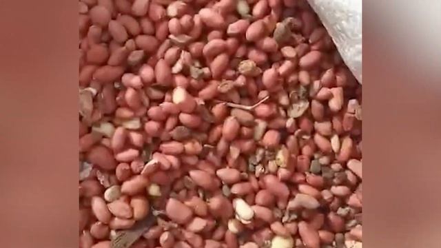 Арахис оптом в Москве смотреть онлайн