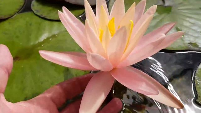 Нимфея Fairy Skirt (nymphaea Fairy Skirt) смотреть онлайн