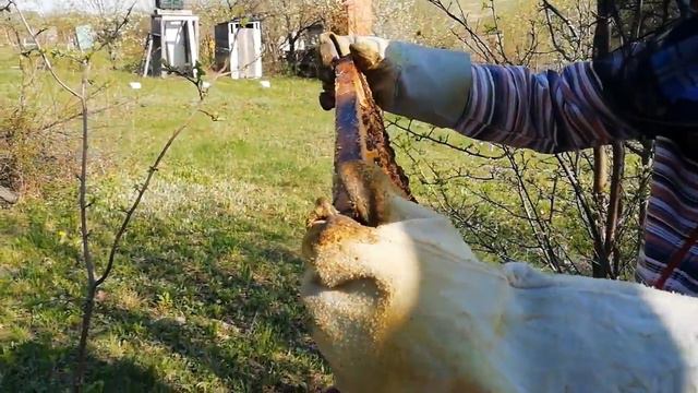 Карпатка. Второй осмотр семей после зимовки. 2018 год. смотреть онлайн