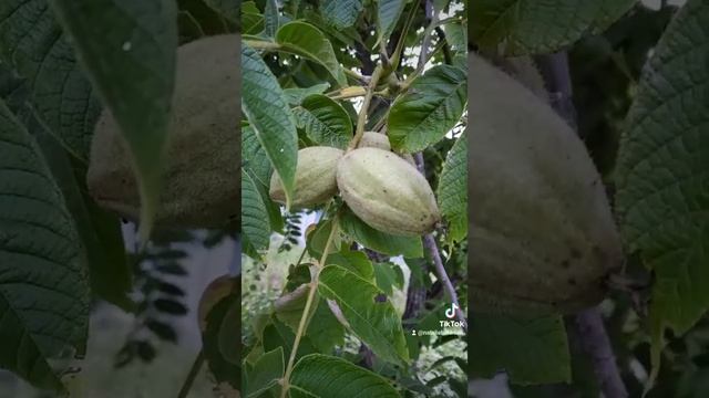 Грецкий орех ? смотреть онлайн