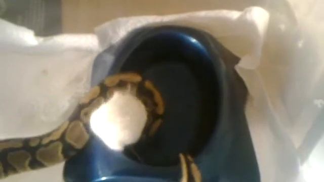 UCPYTHONS: Feeding Ball python - awesome strike смотреть онлайн