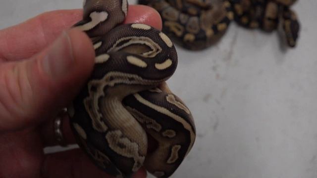 RAINBOW BRIGHT BALL PYTHON! 7-26-21 смотреть онлайн
