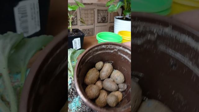 Пересадка деток фиалки. смотреть онлайн