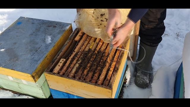 Обработка пчел щавелевой кислотой от клеща варроа в зимний период смотреть онлайн