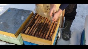 Обработка пчел щавелевой кислотой от клеща варроа в зимний период