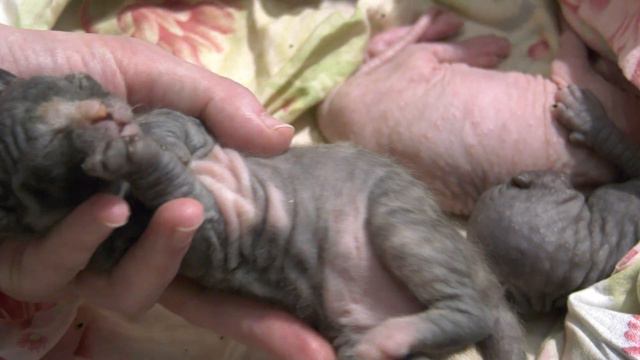 Семь 10 дневных котиков Донского Сфинкса. Дети Плаксы Дапкунайте и Кляксы Ингеборги смотреть онлайн