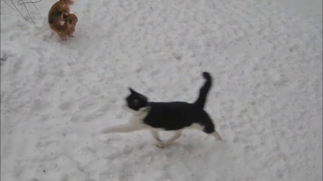 Welsh Terriers - good-bye, January ! 2018. смотреть онлайн