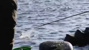 Серия 33. Фидер. Соревнования по ловле на фидер. Рыбалка с Нормундом Грабовскисом.