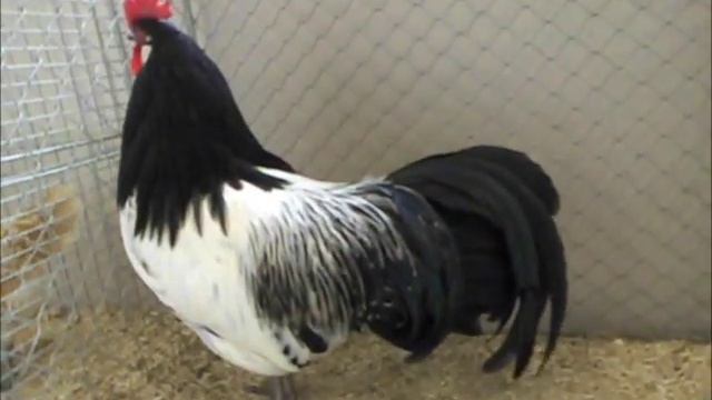 Lakenvelder, Lakenfelder, Landesgeflügelschau Ulm 2012 смотреть онлайн