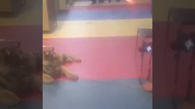 В Туле в контактном зоопарке издеваются над тигром смотреть онлайн