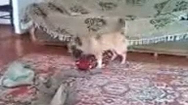 top topik смотреть онлайн