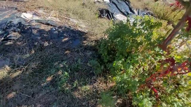 Bir türk bir ingiliz.Bodrum’da bir köyde 30 dönümde taş ev yapıp yerleştiler.(Kıl çadır-Permakültür смотреть онлайн