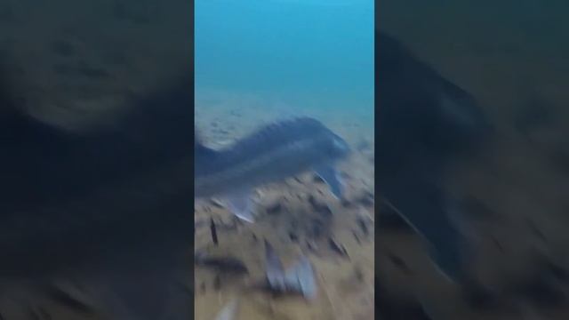 Из-за этого погибает ВСЯ РЫБА. Причина замора рыбы в пруду летом #shorts