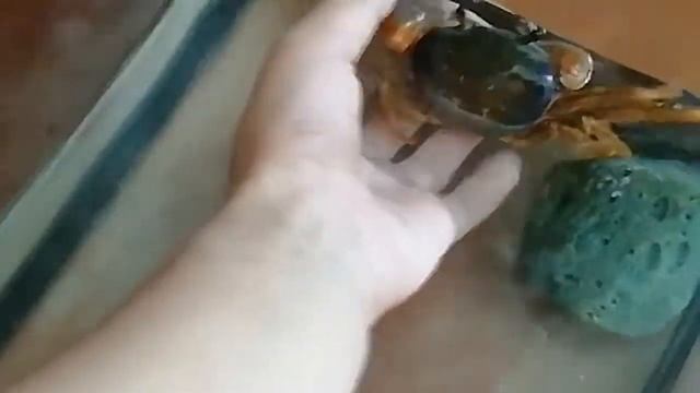 Радужный краб смотреть онлайн