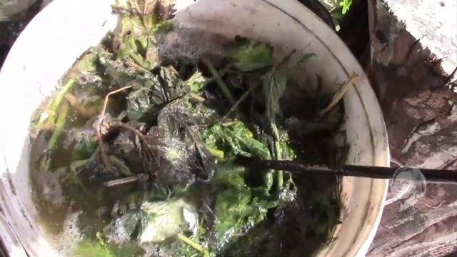 КРАПИВА ЗАЦВЕЛА. ГОТОВЛЮ ЗЕЛЁНОЕ УДОБРЕНИЕ! смотреть онлайн