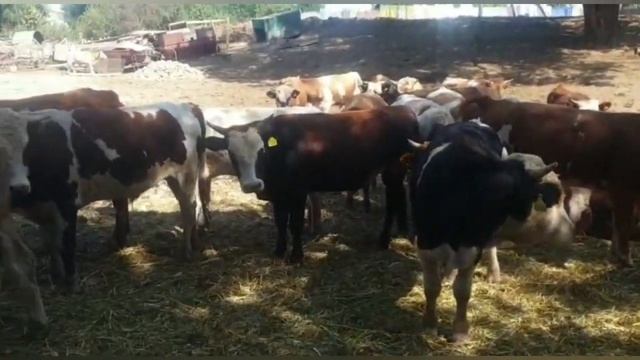 Бычки породы КЗ белоголовые, сементалы , герефорды смесь продажа смотреть онлайн
