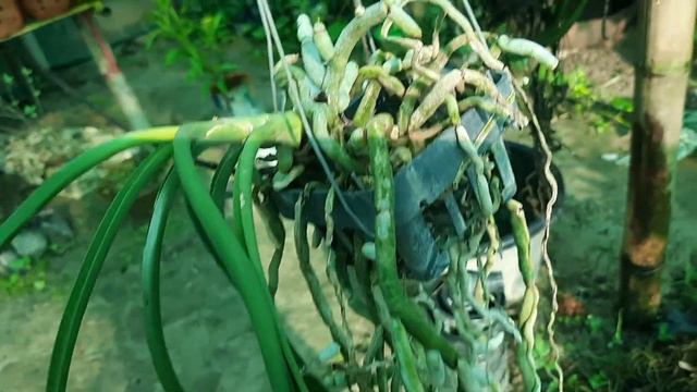 how to care Seidenfadenia mitarata смотреть онлайн