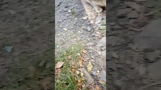 Добро кормить животных смотреть онлайн