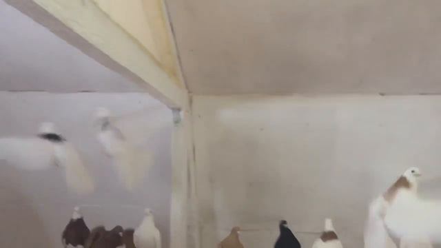 Голубевод Владимир Шуралев г Гусь-Хрустальный смотреть онлайн