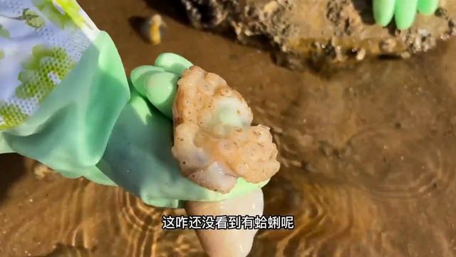 沙灘上毛蛤蜊真的爆發了，牛牛怎麼也撿不完，太過癮【牛牛趕海海鮮】 смотреть онлайн
