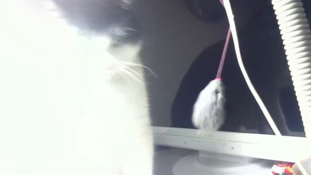 котик играет с мышкой смотреть онлайн