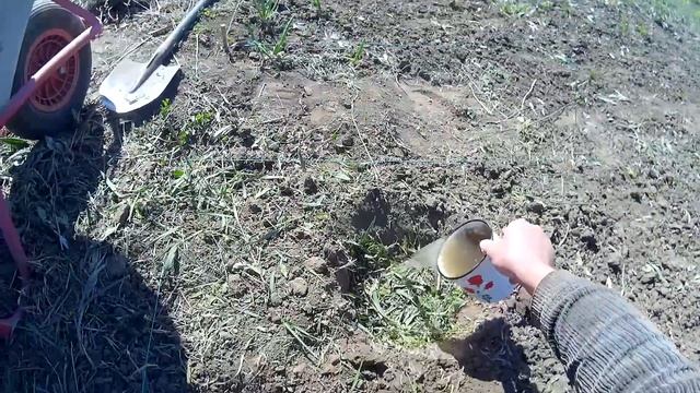 Сажаем тыкву и патиссоны в лунки со свежескошенной травой смотреть онлайн