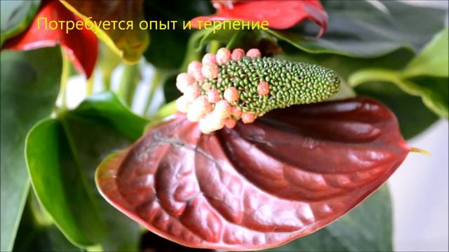 Семена антуриума. Как выглядят зрелые семена антуриума