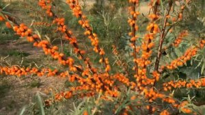 Облепиха Эссель. Десертный вкус, крупный размер, без колючек. Обзор сигнального плодоношения.