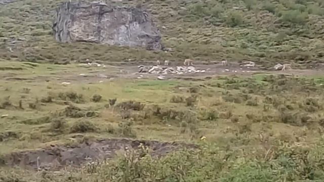 Кабарга возле Эхе гера. смотреть онлайн
