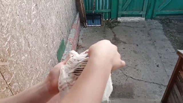Синичка залетела в дом!!! смотреть онлайн