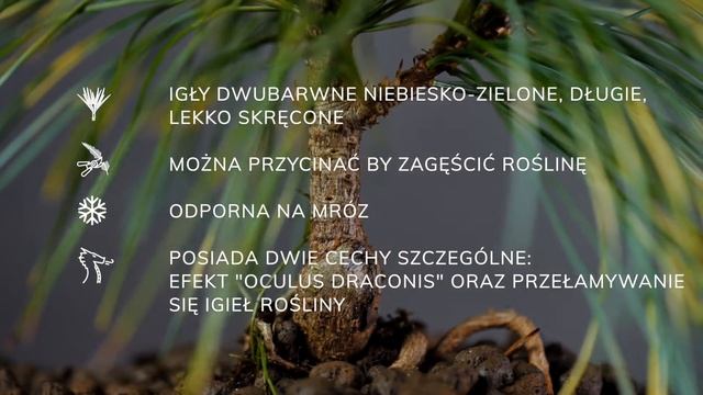 DRAGON EYE - sosna koreańska (Pinus koraiensis 'Dragon Eye') - opis rośliny смотреть онлайн