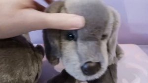 Unboxing A NWT Hans Weimaraner Plush Puppy by Douglas Cuddle Toys 🐶💙