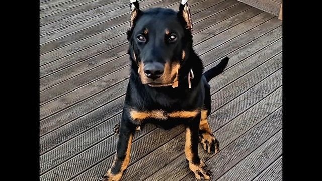 Продам щенков БОСЕРОНА. С документами Ркф. смотреть онлайн