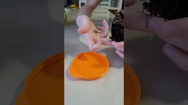 Кормление бабочки Морфо смотреть онлайн