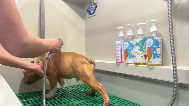 Щенки булли приехали в новые дома! Кто теперь их хозяева? смотреть онлайн