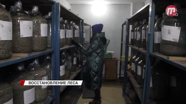 В Бурятии впервые будут выращивать кедр в теплице смотреть онлайн
