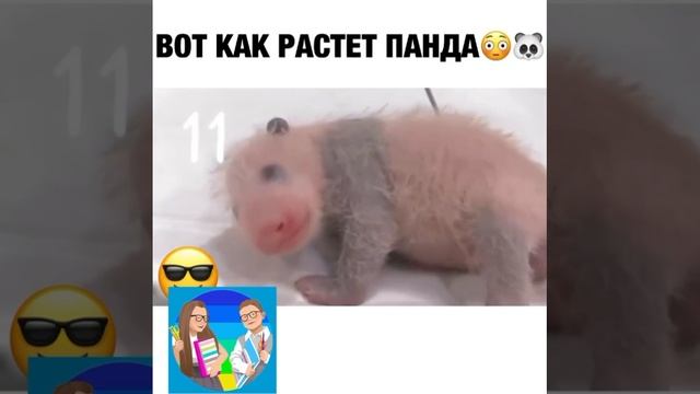 Как растет панда ? смотреть онлайн