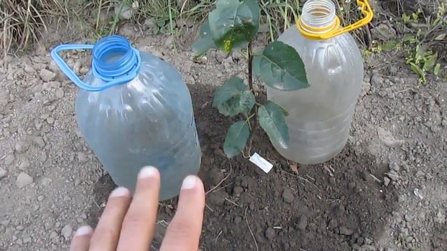 Эффективный полив саженцев - очень просто смотреть онлайн