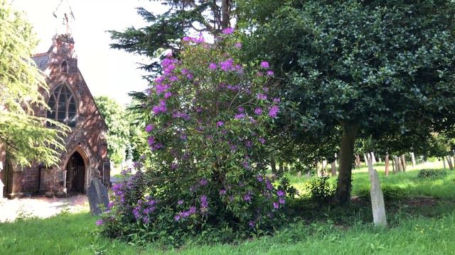 Rhododendron 'Lee's Dark Purple' - shrub - May 2020 смотреть онлайн