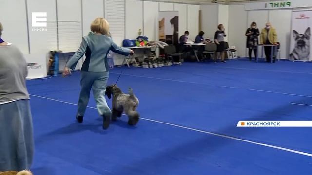 Алабаи, шпицы и цверги: в Красноярске прошла большая выставка собак смотреть онлайн