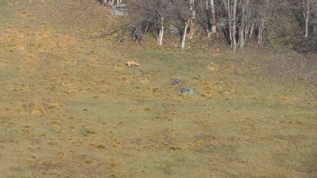 Red Fox Meeting Golden Eagle