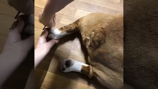 Стрижка когтей, как? Лишь бы было удобно клиенту ? Стрижка коготков ( английскийбульдог Тоби ❤️ смотреть онлайн