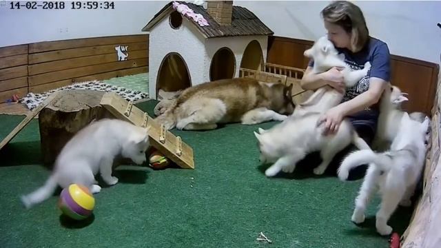Хасята онлайн. Ижевск. Сезон 3 - Пробуем новую игрушку. смотреть онлайн