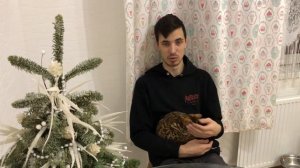 Как подружить собаку с кошкой (котенком)?